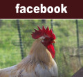 Profilo Facebook di Ermanno Camporso